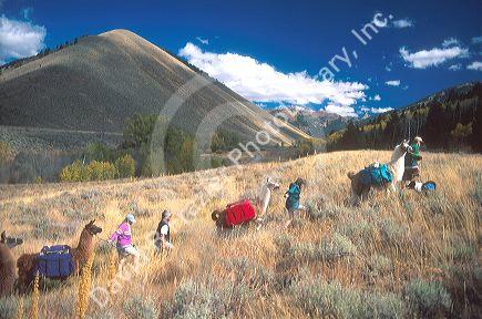 Llama lunch trek in Sun Valley, Indaho.