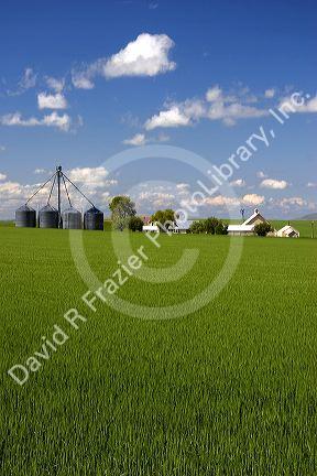 Green unripe wheat fields and farm at Grangeville, Idaho.