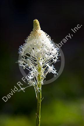 The white flower of Bear Grass north of Salmon, Idaho.