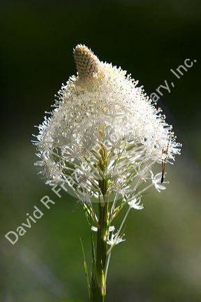 The white flower of Bear Grass north of Salmon, Idaho.