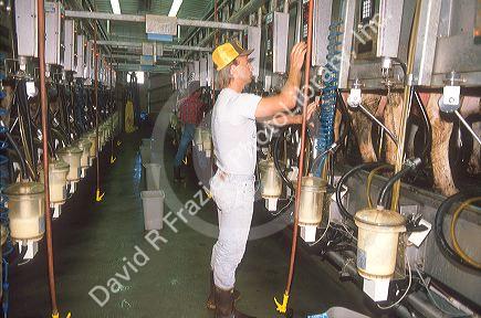 Man using a machine to milk dairy cows.