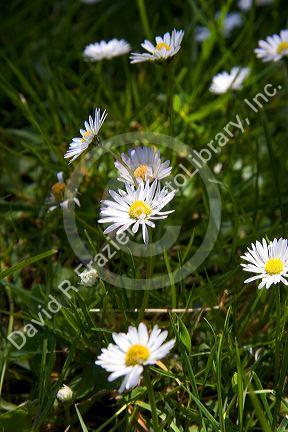 Baby daisies growing on the Oregon Coast.