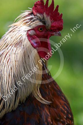 Salmon Faverolle rooster in Oregon.