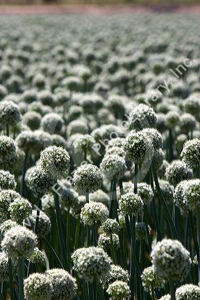 A crop of onions with seed heads in Canyon County, Idaho.