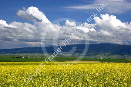 Canola rapeseed crop at Grangeville, Idaho.