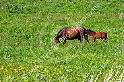 Horse mare and colt graze in a pasture near Grangeville, Idaho.