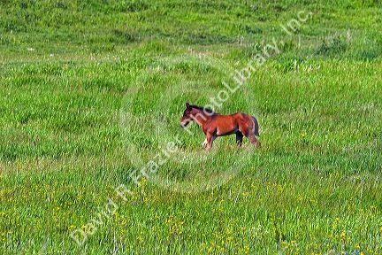 Horse colt in a pasture near Grangeville, Idaho.