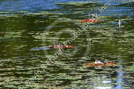 Western Grebe birds nesting in Cave Lake, Idaho.