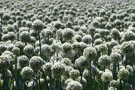 A crop of onions with seed heads in Canyon County, Idaho.