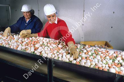 Women employees working on a vegetable processing line in a freezing plant.