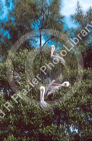 Pelicans perched in trees of Long Boat Key near Sarasota, Florida.