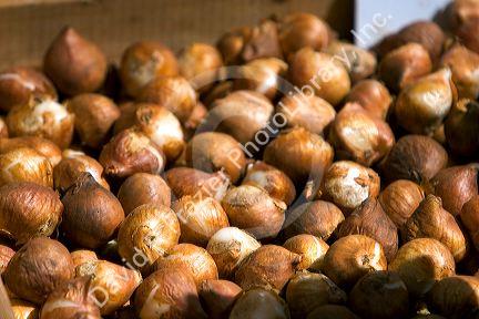 Tulip bulbs for sale at a market in Amsterdam, Netherlands.