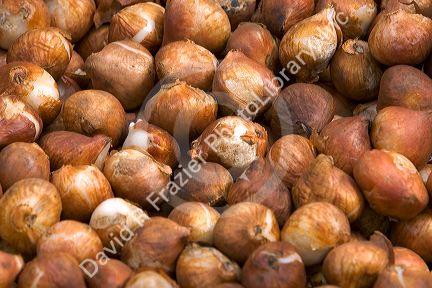 Tulip bulbs for sale at a market in Amsterdam, Netherlands.