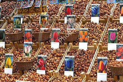 A display of tulip bulbs for sale at the flower  market in Amsterdam, Netherlands.