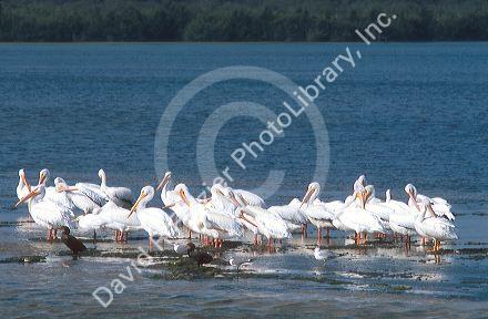 White Pelicans sitting on a sandbar at the J.N. Ding Darling National Wildlife Refuge on Sanibel Island, Florida.