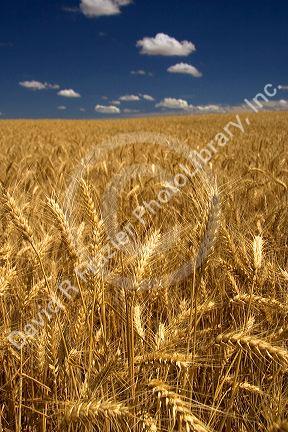 Ripe wheat field ready for harvest in Northern Oregon.