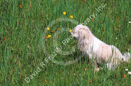 Dog smelling wildflowers in a field.  Shih Tzu Poodle mix domestic dog.