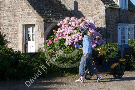 A french letter carrier delivering mail to a home in the commune of Barfleur in the region of Basse-Normandie, France.