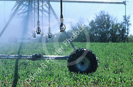 Pivot sprinkler irrigation.