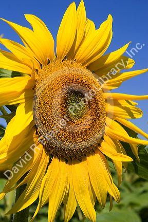 A sunflower in France.