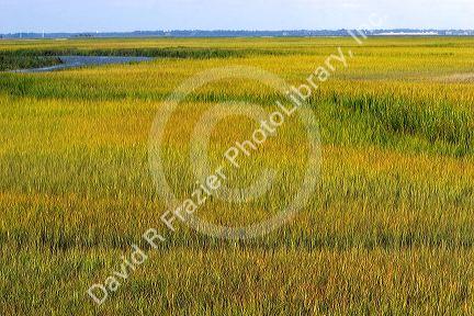 Inland marshes at Darien, Georgia.