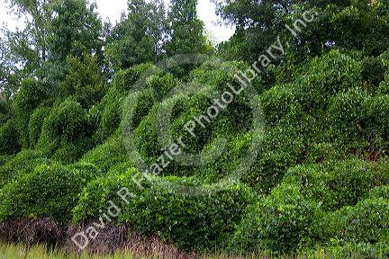 Kudzu vines growing on trees and shrubs along the road in Georgia.
