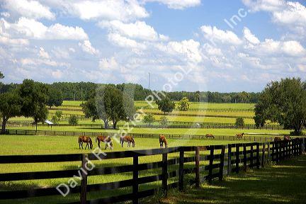 Thoroughbred horse farm in Marion County, Florida.