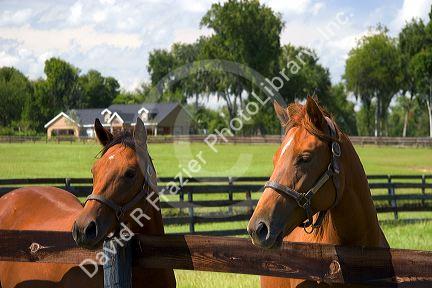 Thoroughbred horse farm in Marion County, Florida.