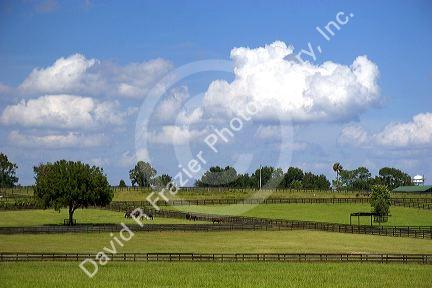 Thoroughbred horse farm in Marion County, Florida.