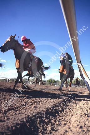 Low angle view of Horse race.