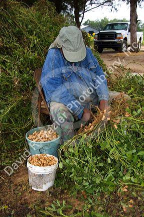 Worker pulling peanuts off of harvested plants near Albany, Georgia.