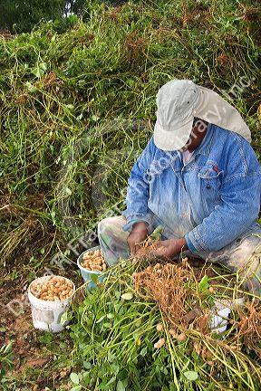 Worker pulling peanuts off of harvested plants near Albany, Georgia.