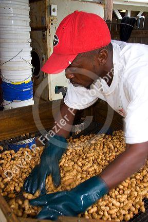Worker sorting harvested peanuts near Albany, Georgia.