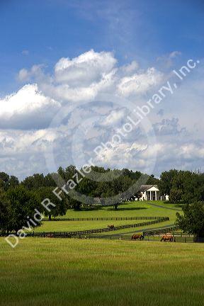 Thoroughbred horse farm in Marion County, Flordia.