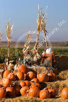 Pumpkin display with hay bales and scarecrows at a roadside fruit stand in Fruitland, Idaho.