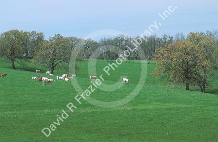 Cattle grazing along highway 10 a scenic road north of Talequah, Oklahoma.