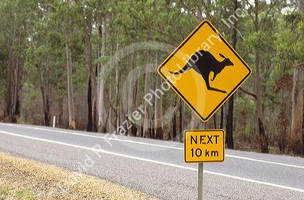 Australian road sign warning of kangaroo crossing.