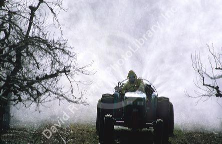 Farmer spraying insecticide in an apple orchard.