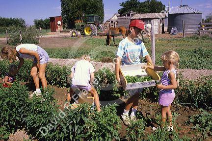 Children with their mother picking peppers on the farm.
