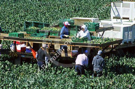 Broccoli harvest near Santa Maria, California.