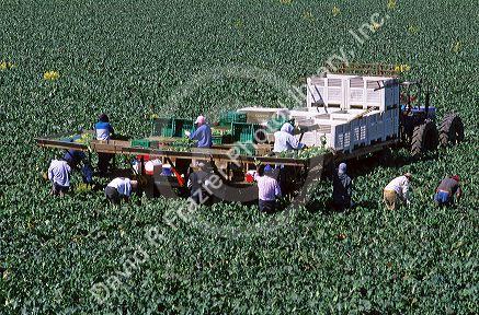 Broccoli harvest near Santa Maria, California.