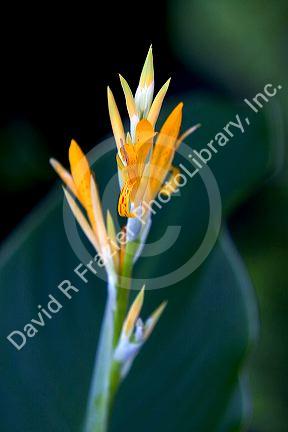 Orange Parrot Heliconia a tropical flower on the Big Island of Hawaii.