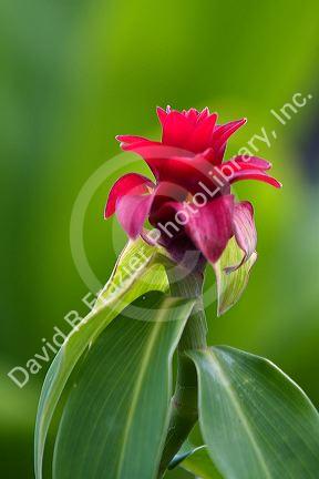 Guzmania tropical flower on the Big Island of Hawaii.