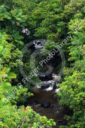 Tropical rainforest near Hilo on the Big Island of Hawaii.