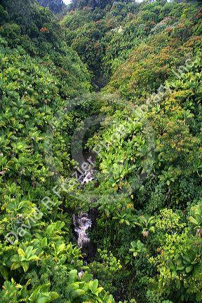 Tropical rainforest near Hilo on the Big Island of Hawaii.