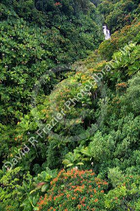 Tropical rainforest near Hilo on the Big Island of Hawaii.