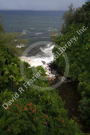 A fresh water stream entering the Pacific Ocean surrounded by tropical rainforest near Hilo on the Big Island of Hawaii.
