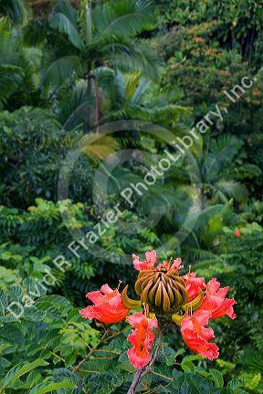 The flower of an African Tulip Tree in a tropical rainforest near Hilo on the Big Island of Hawaii.
