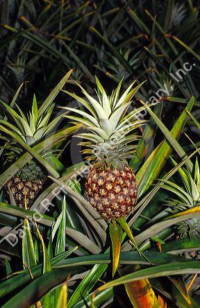 Pineapple field at dusk on the Hawaiian island of Oahu.