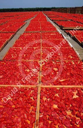 Sun dried tomatoes in California.